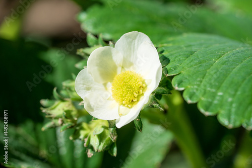 Strawberry flower. Garden strawberry, white flower and buds with green leaves, close up
