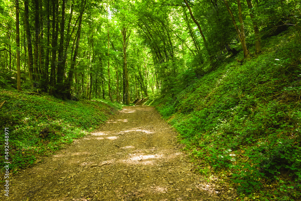 Fototapeta premium Lush green pathway winding through a serene forest during bright daylight with sunlight filtering through the leaves