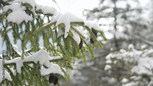 A snow-covered spruce, green needles coniferous branch with cone pine on a frosty winter forest. 