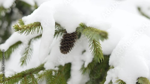 A thick snow-covered spruce, green coniferous branch on a frosty winter 