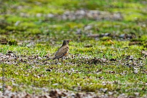 草地に降りたアカハラ