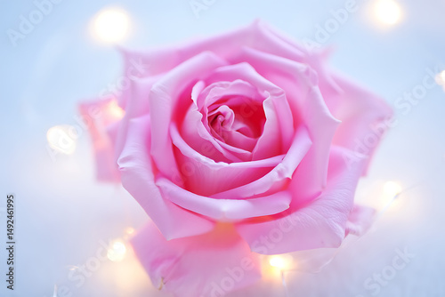 A close up of a pink rose and bokeh lights