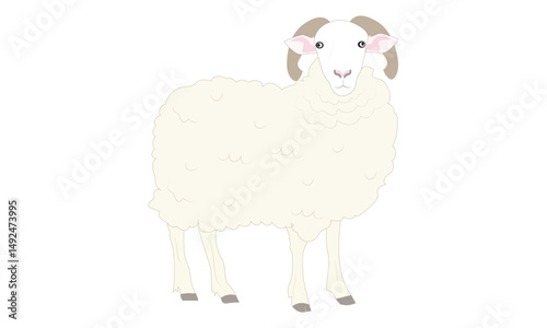 A Fluffy White Sheep with Curly Horns Illustration