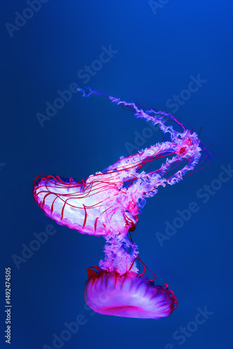 Atlantic sea nettle (Chrysaora quinquecirrha), also called the East Coast sea nettle, floating in open blue water.