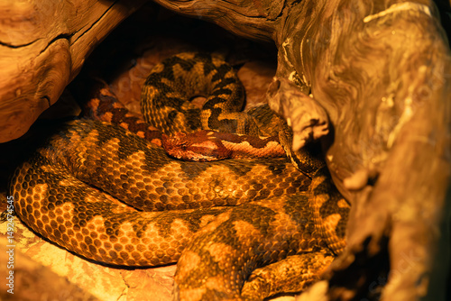 Vipera ammodytes, commonly known as horned viper, long-nosed or nose-horned viper, lying with others on a tree stump.