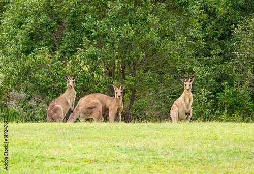Eastern Grey Kangaroos, Macropus giganteus, in the wild. ears pricked up being alert, typical roo behavior.