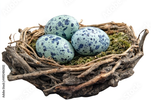 Nest with speckled eggs