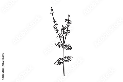 Line art botanical wildflower isolated on white background. Hand drawn outline veronica plant with Flowers Stems Leaves vector illustration. Graphic design element for Birthday Wedding Greeting Card