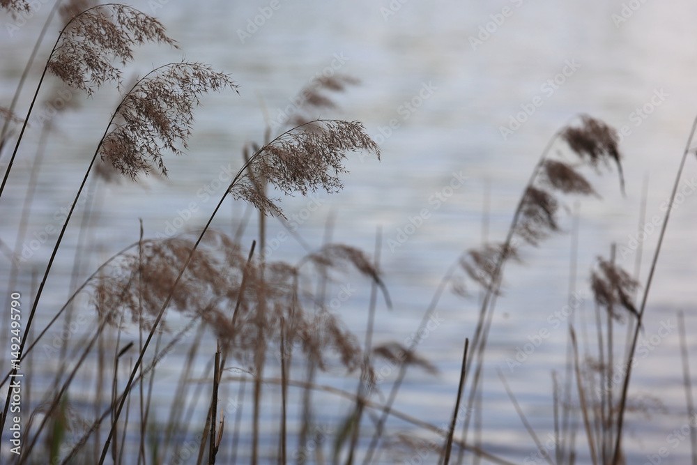 Obraz premium Close-Up Of Dry Common Reed Plumes With Feathery Seed Heads Gently Swaying Against A Calm, Reflective Water Surface. Serene Natural Lakeside Scenery.