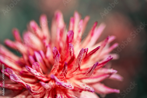 Close-Up View of Vibrant Pink Flower in Natural Setting