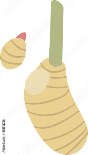 galangal rhizome, Alpinia sp., Zingiberaceae
