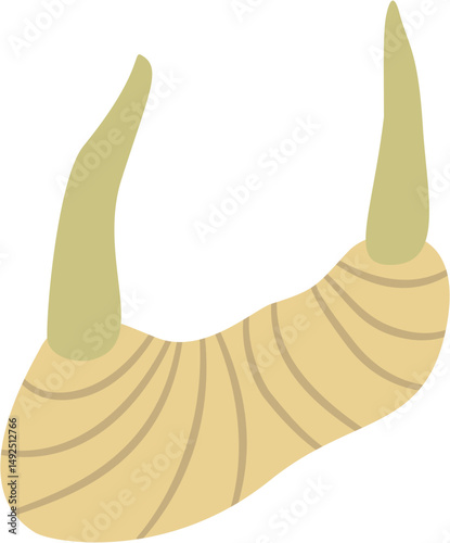 galangal rhizome, Alpinia sp., Zingiberaceae
