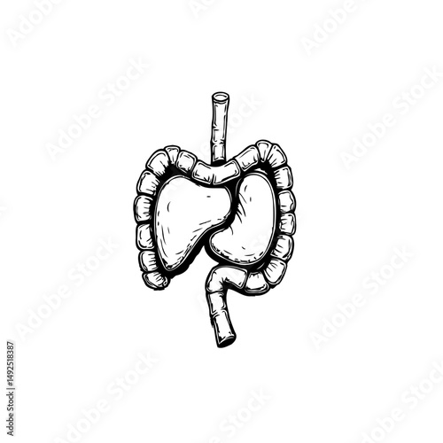 Hand-drawn illustration of digestive system organs, anatomical structure drawing