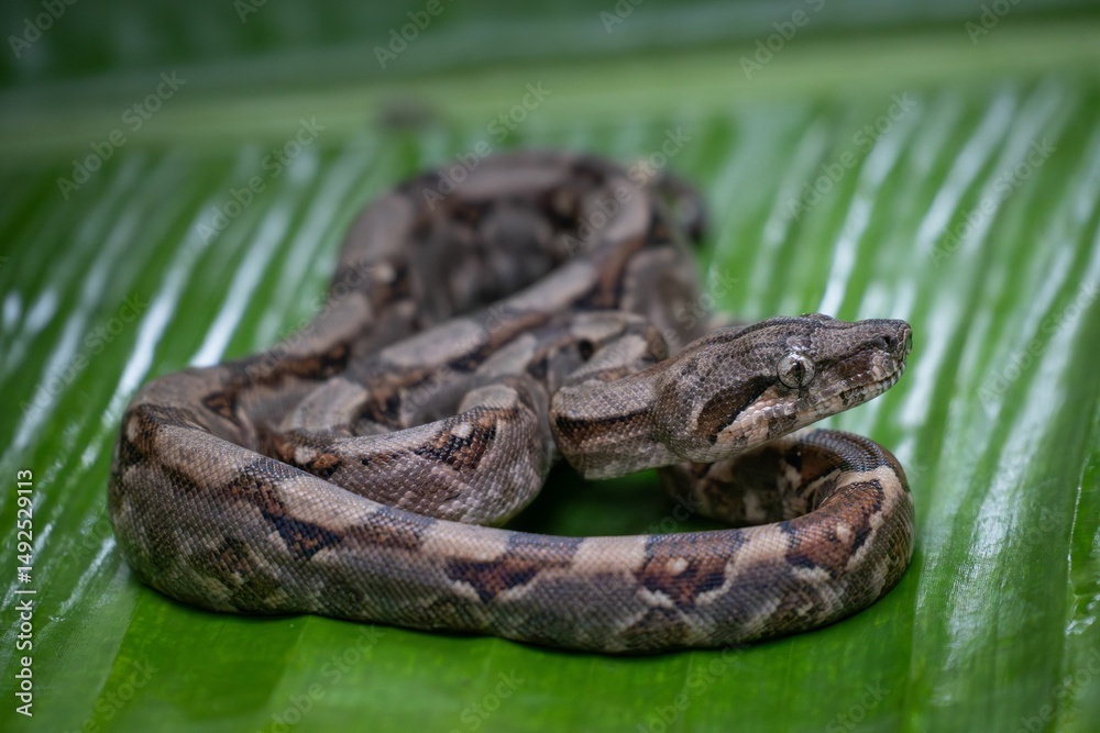 Naklejka premium Brown Snake on Green Leaf