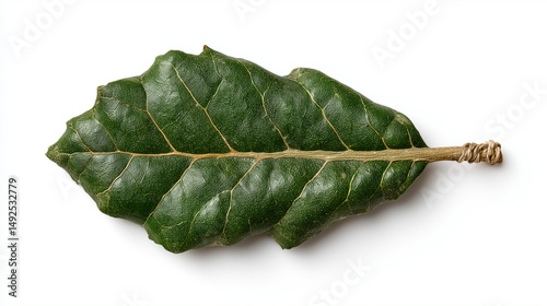 Leaf's intricate pattern: A...