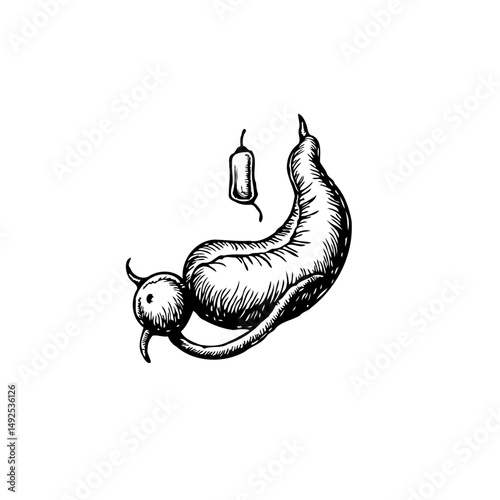 Stylized depiction of a biological structure with a bulbous and curved form