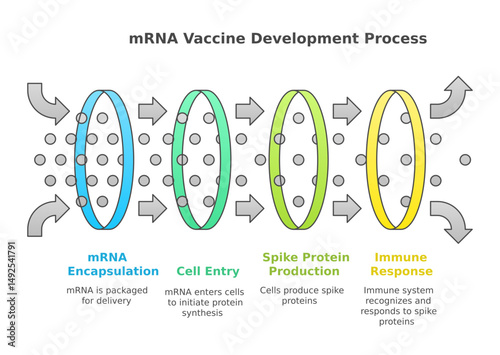 mRNA Vaccine Development Process: A Detailed Diagram Explaining the Steps of the mRNA Vaccine Creation