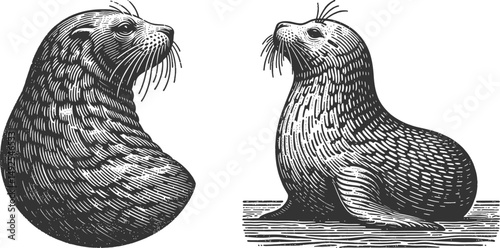 Vintage Engraving Style Illustration of a Seal Making a Face – Hand-Drawn Woodcut Animal Design – Retro Marine Wildlife Artwork for Prints, Decor, and Nature Projects