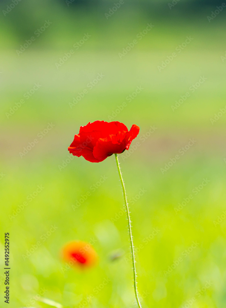 Obraz premium Beautiful red poppy flower against blurry green background. Red poppy in bloom on a background of wonderful colors. There is a very peaceful calm, almost poetic and vibrant feeling to the early summer