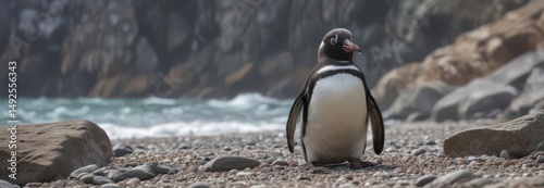 Humboldt penguin preening its feathers on a rocky beach ,  wildlife photography,  ocean,  bird