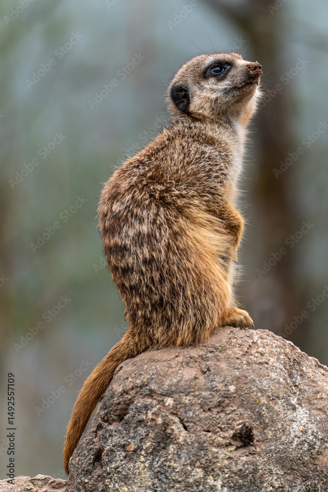 Fototapeta premium Meerkat, Suricata suricatta sitting on a stone and looking into the distance