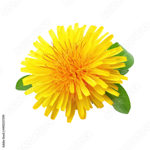 yellow dandelion flower