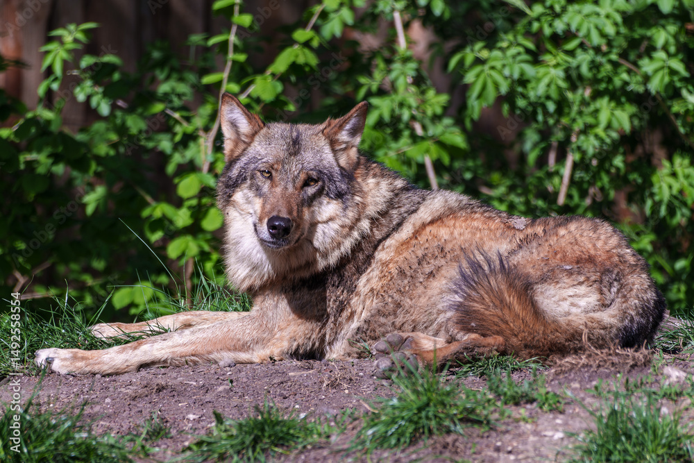 Naklejka premium European Grey Wolf, Canis lupus in a german park