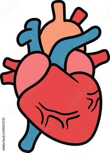 Human heart anatomical illustration