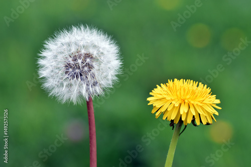 Foto Yellow flower and dried fruits formed by the pappus of the dandelion (Taraxacum