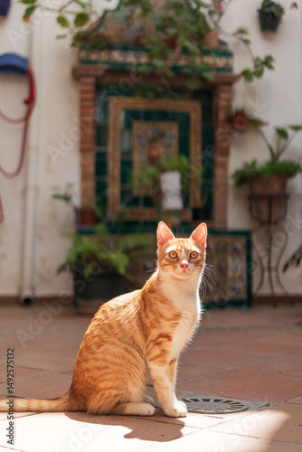 Ginger cat enjoying a sunny day in the spanish patio