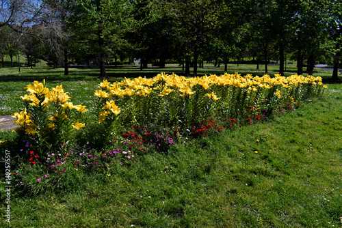 Yellow flowers of Lilium L....