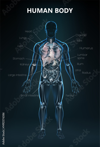 Realistic Human Body Anatomy Organ Poster