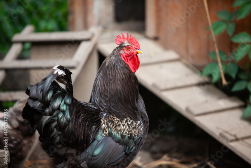 Nice black cock in permaculture garden