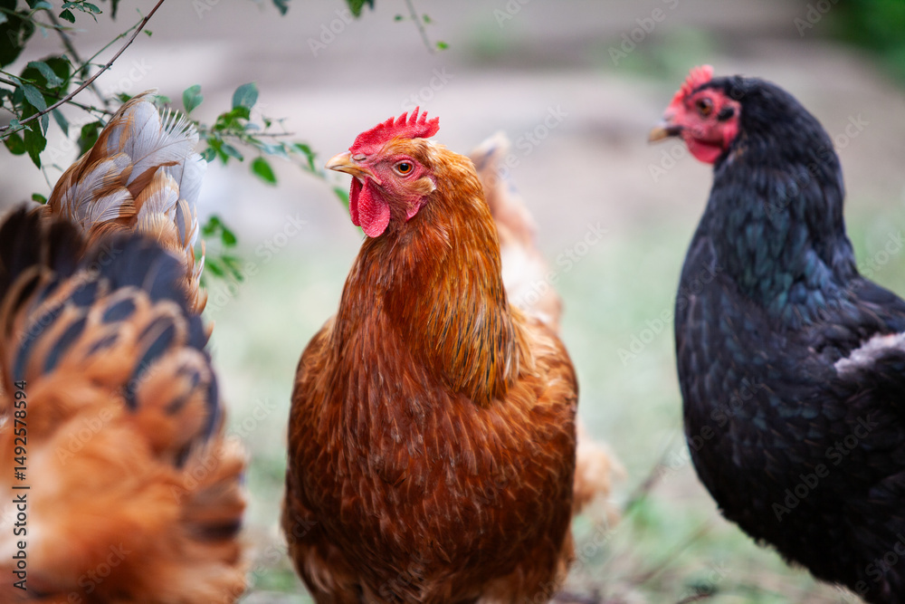 Naklejka premium Chickens in permaculture garden