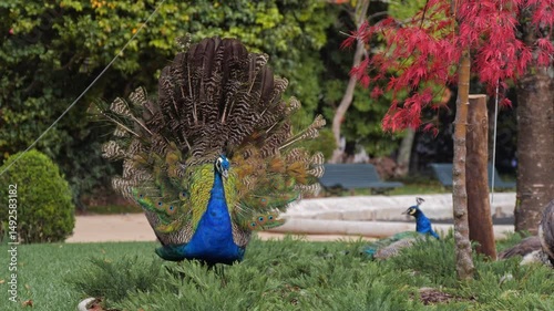 Male peacock opens fan of feathers facing two peahens in front of red tree and benches