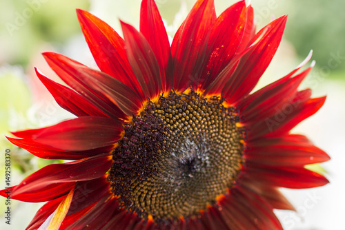 red sunflowers (helianthus annus) in a field