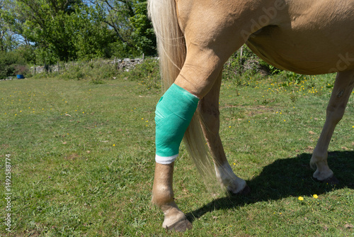 Fresh green dressing on the hind leg of a palomino colored pony standing on grass pasture.