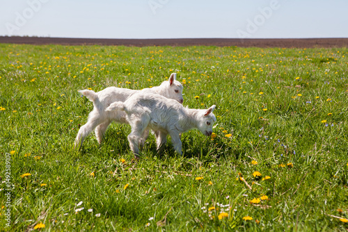 Two small, friendly white baby goat are in a green summer meadow at close range on a sunny day.