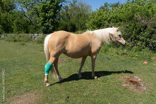 Palomino pony with a green dressing on hind leg standing on grass pasture land.