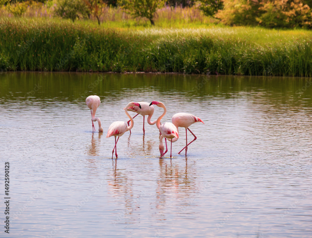 Fototapeta premium Flamingos feeding in the lagoon