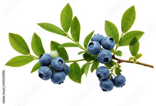 Blueberry branch with ripe fruit and leaves isolated on white