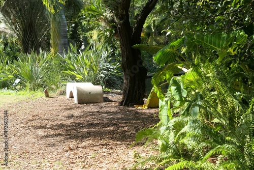 Obraz na płótnie Miami Beach botanical garden. USA, Florida. w salonie