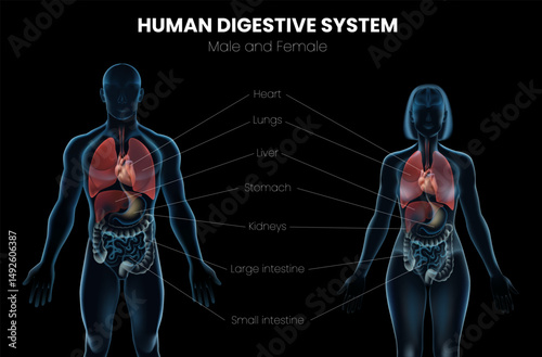 Realistic Man and Woman Human Body Anatomy Poster