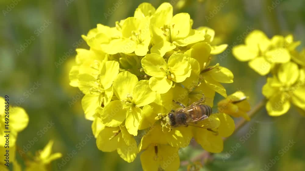 Slow motion of spring rapeseed flowers attracting busy bees