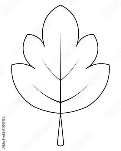 Maple leaf. Part of a tree of beautiful shape with veins. Sketch. Vector illustration. Outline on an isolated white background. Doodle style. Coloring book for children. Idea for web design