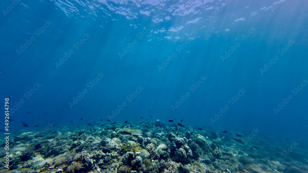 Obraz premium Sun rays illuminate a coral reef. The sun's rays pass through the clear transparent thickness of water and hit the coral reef. The sea in section. Background of sun rays underwater.