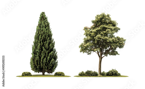 Chamaecyparis lawsoniana tree set, tall Taxodium distichum isolated PNG, conifer forest trees, large evergreen, botanical nature, vector illustration.