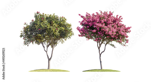 Fuchsia magellanica and Gleditsia triacanthos trees cutout, sunny daylight, vector illustration, outdoor plants, botanical garden, landscape design, greenery elements, natural environment. photo