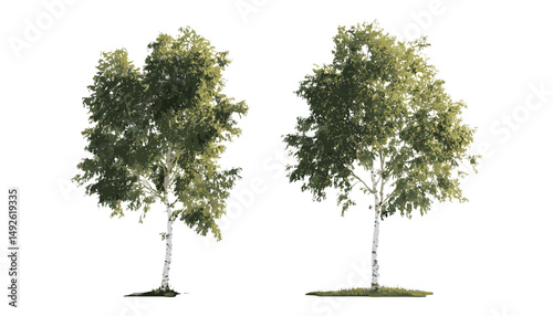 Fototapeta Naklejka Na Ścianę i Meble -  Sweet birch Betula populifolia and Populus cathayana isolated png, daylight nature scene, tree leaves, forest plants, outdoor greenery, botanical design, vector illustration.