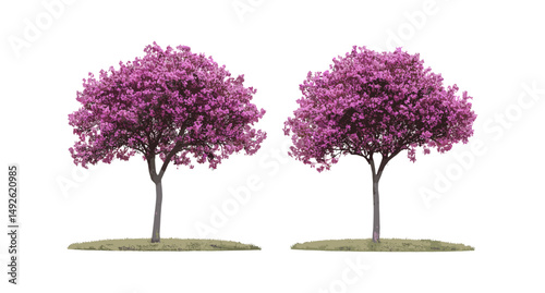 Callery pear Pyrus calleryana trees, Tibouchina semidecandra pink flowers, isolated png, vector illustration, flowering trees, botanical collection, ornamental garden plants.